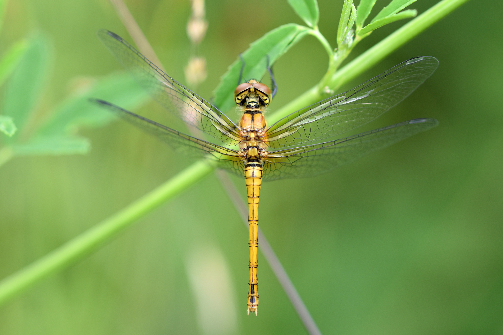 Weibchen der Blutroten Heidelibelle (Sympetrum sanguineum) ...