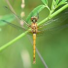 Weibchen der Blutroten Heidelibelle (Sympetrum sanguineum) ...