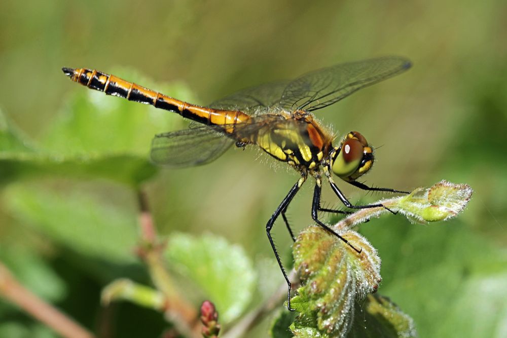 Weibchen der