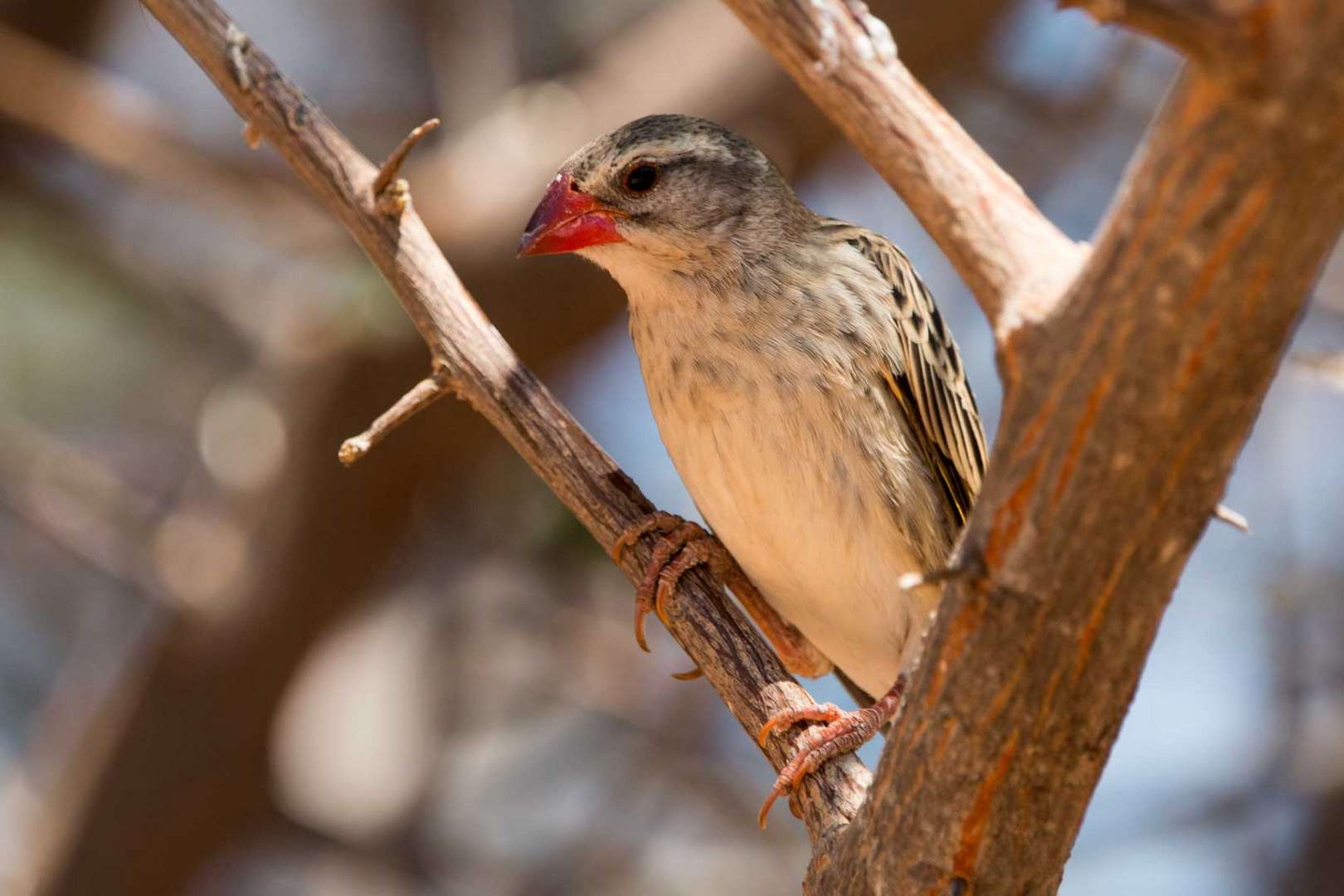 Weibchen der Dominikanerwitwe