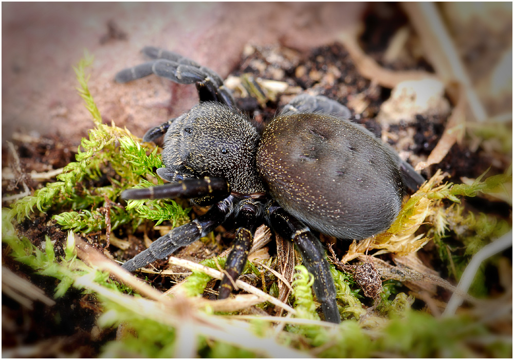 Weibchen der Eresus cinnaberinus