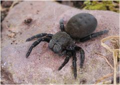 Weibchen der Eresus cinnaberinus