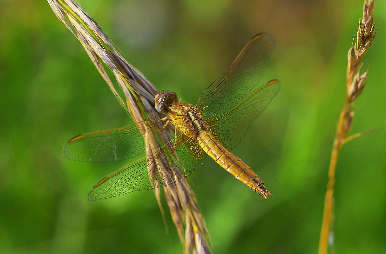 Weibchen der Feuerlibelle