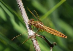 Weibchen der Feuerlibelle