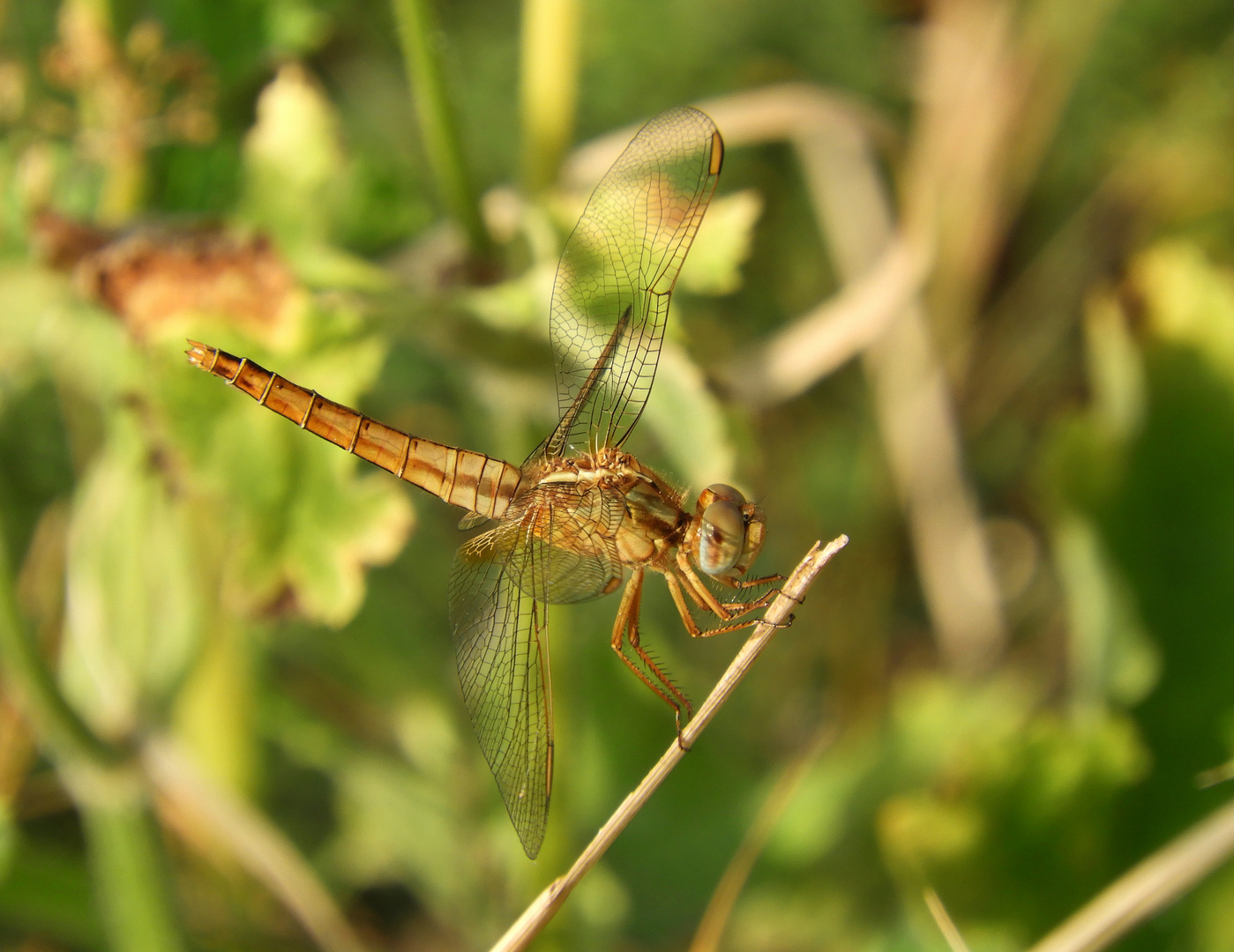 Weibchen der Feuerlibelle