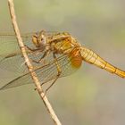 Weibchen der Feuerlibelle (Crocothemis erythraea)