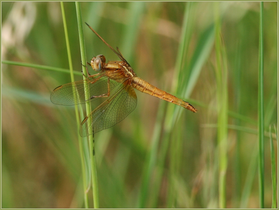 Weibchen der  Feuerlibelle (crocothemis erythraea)