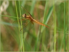 Weibchen der  Feuerlibelle (crocothemis erythraea)