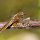 Weibchen der Feuerlibelle (Crocothemis erythraea)