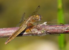 Weibchen der Feuerlibelle (Crocothemis erythraea)