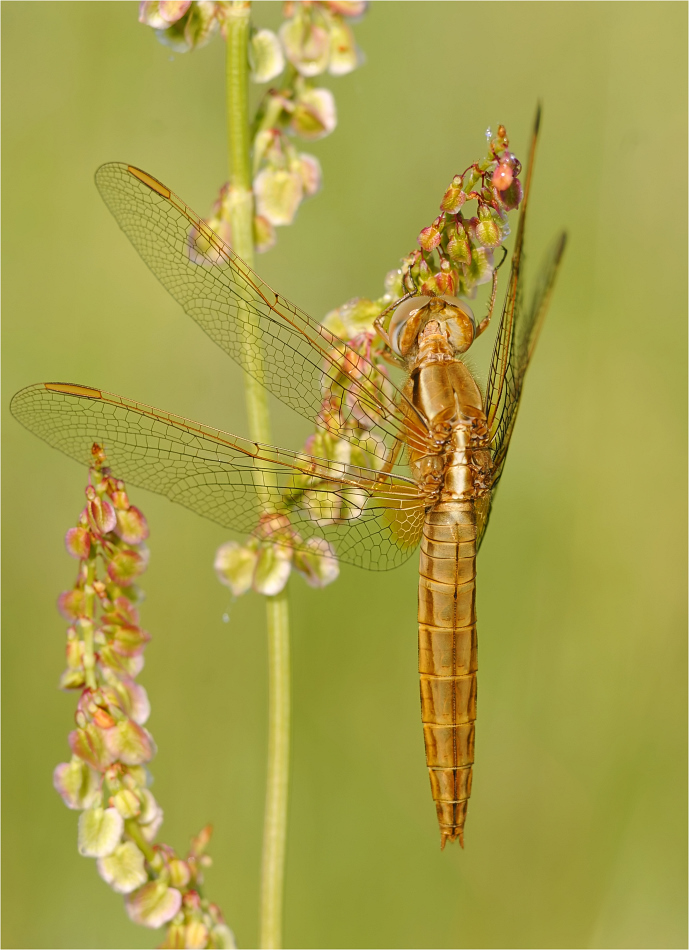 Weibchen der Feuerlibelle