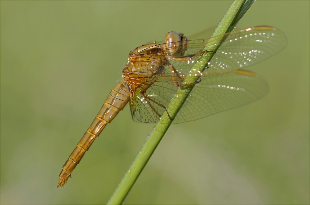 Weibchen der Feuerlibelle II