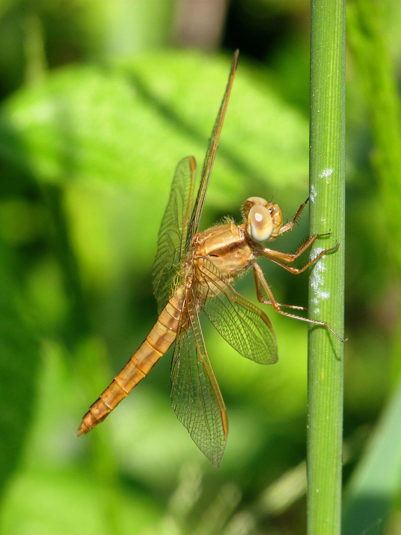 Weibchen der Feuerlibellen (Crocothemis erythraea)