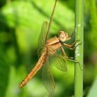 Weibchen der Feuerlibellen (Crocothemis erythraea)