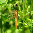 Weibchen der Feuerlibellen  (Crocothemis erythraea)