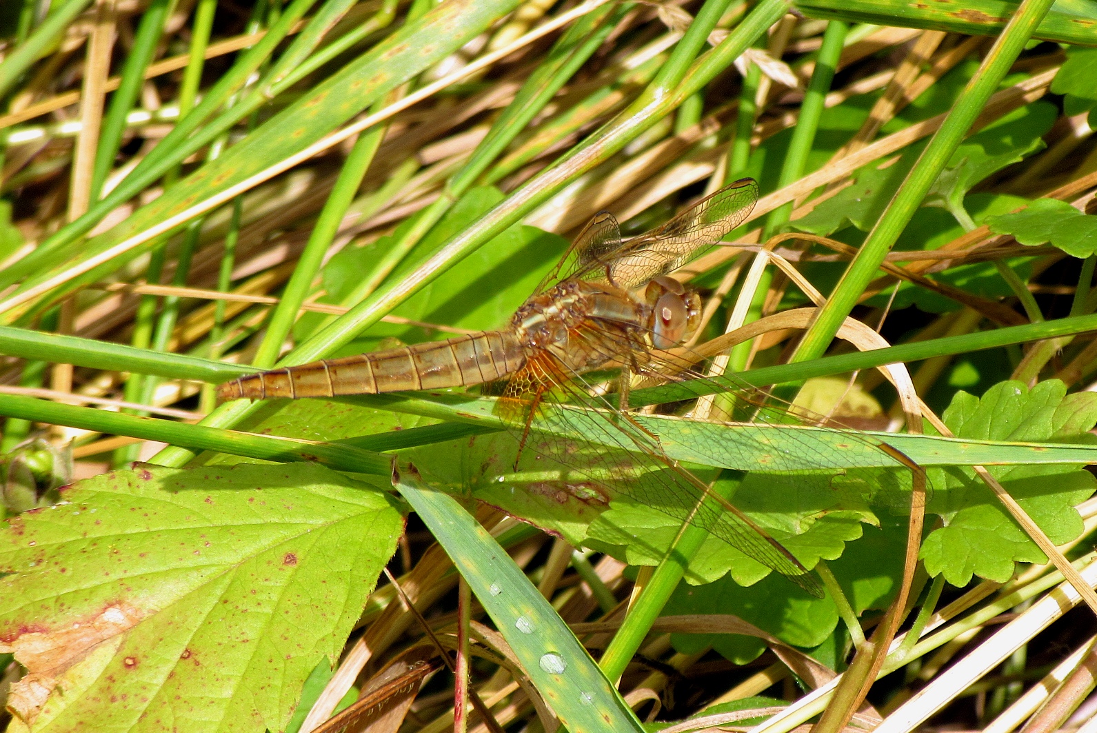 Weibchen der Feuerlibellen  (Crocothemis erythraea) 