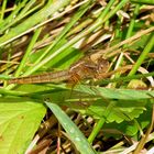 Weibchen der Feuerlibellen  (Crocothemis erythraea) 