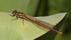 Weibchen der Frühen Adonislibelle (Pyrrhosoma nymphula)