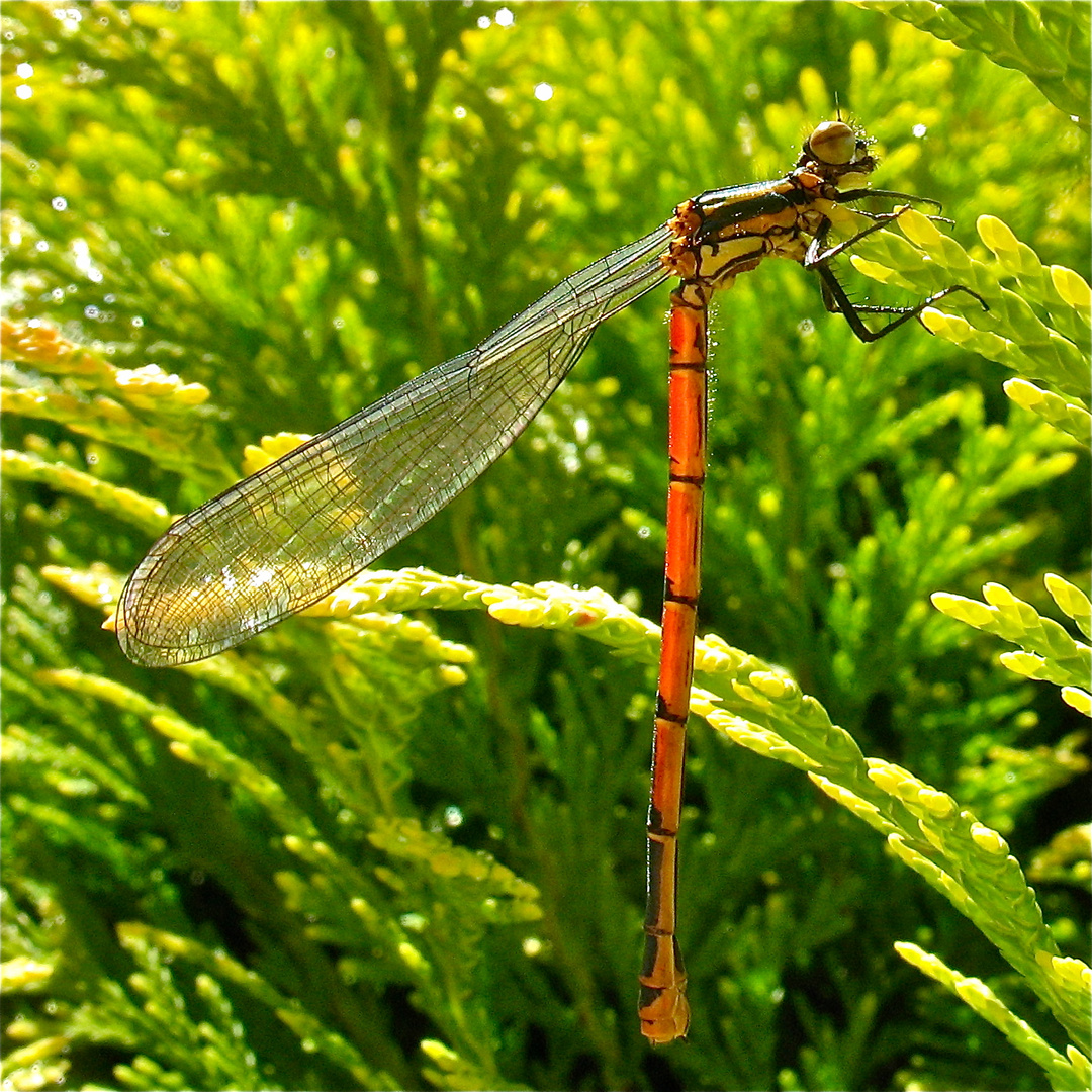 Weibchen der Frühen Adonislibelle (Pyrrhosoma nymphula) im Gegenlicht