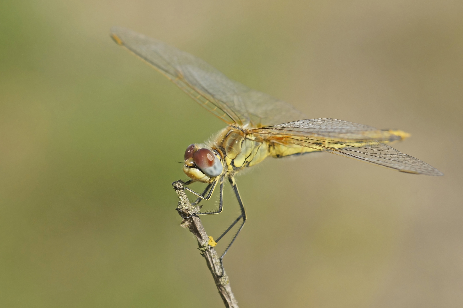 Weibchen der Frühen Heidelibelle (Sympetrum fonscolombii)