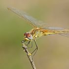 Weibchen der Frühen Heidelibelle (Sympetrum fonscolombii)