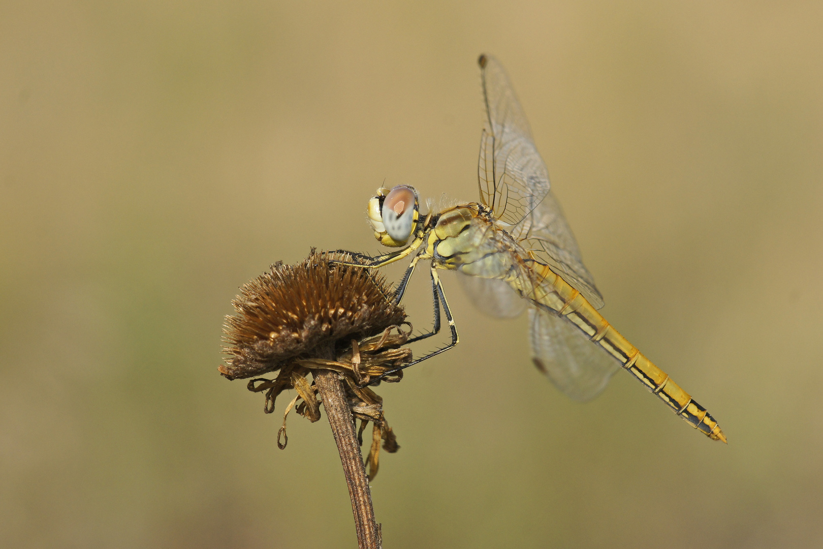 Weibchen der Frühen Heidelibelle (Sympetrum fonscolombii)