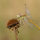 Weibchen der Frühen Heidelibelle (Sympetrum fonscolombii)