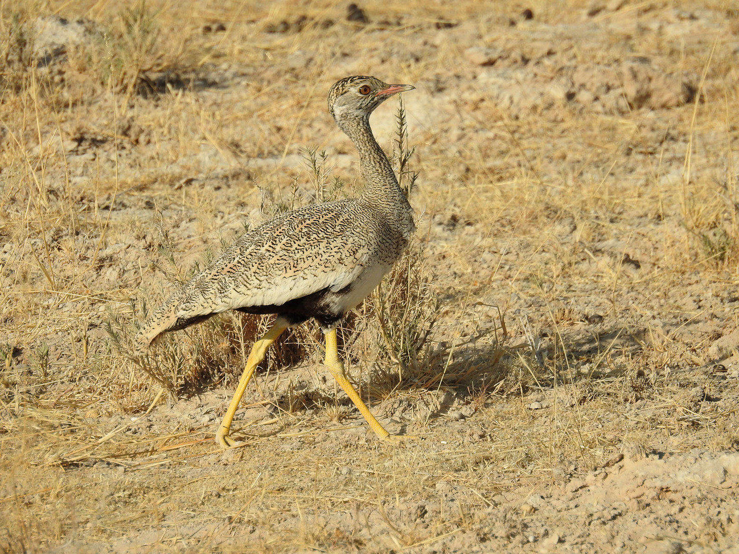 Weibchen Der Gackeltrappe Foto Bild Natur Tiere Vogel Bilder Auf Fotocommunity