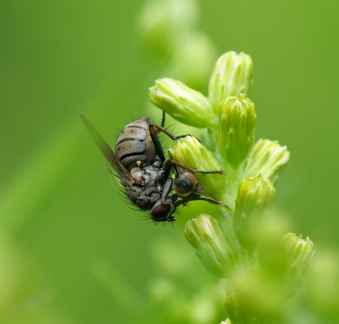 Weibchen der Gartenraubfliege beim Lunch