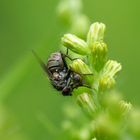 Weibchen der Gartenraubfliege beim Lunch