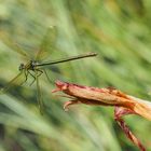 Weibchen der Gebänderten Blauflügel-Prachtlibelle im Abflug