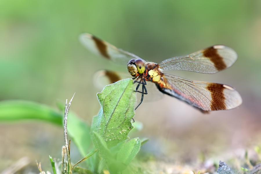 Weibchen der Gebänderten Heidelibelle