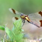 Weibchen der Gebänderten Heidelibelle