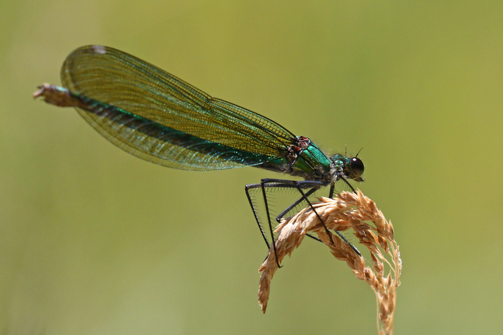 Weibchen der Gebänderten Prachtlibelle