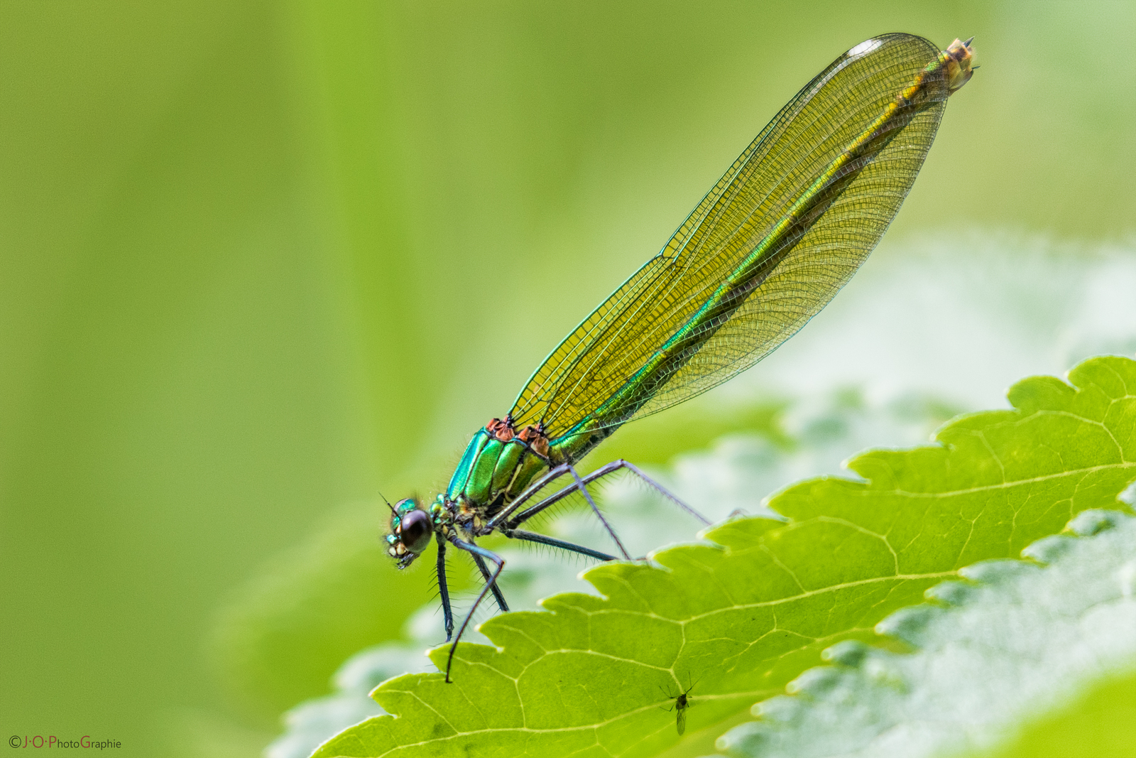 Weibchen der gebänderten Prachtlibelle