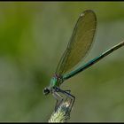 Weibchen der Gebänderten Prachtlibelle