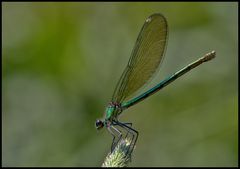 Weibchen der Gebänderten Prachtlibelle