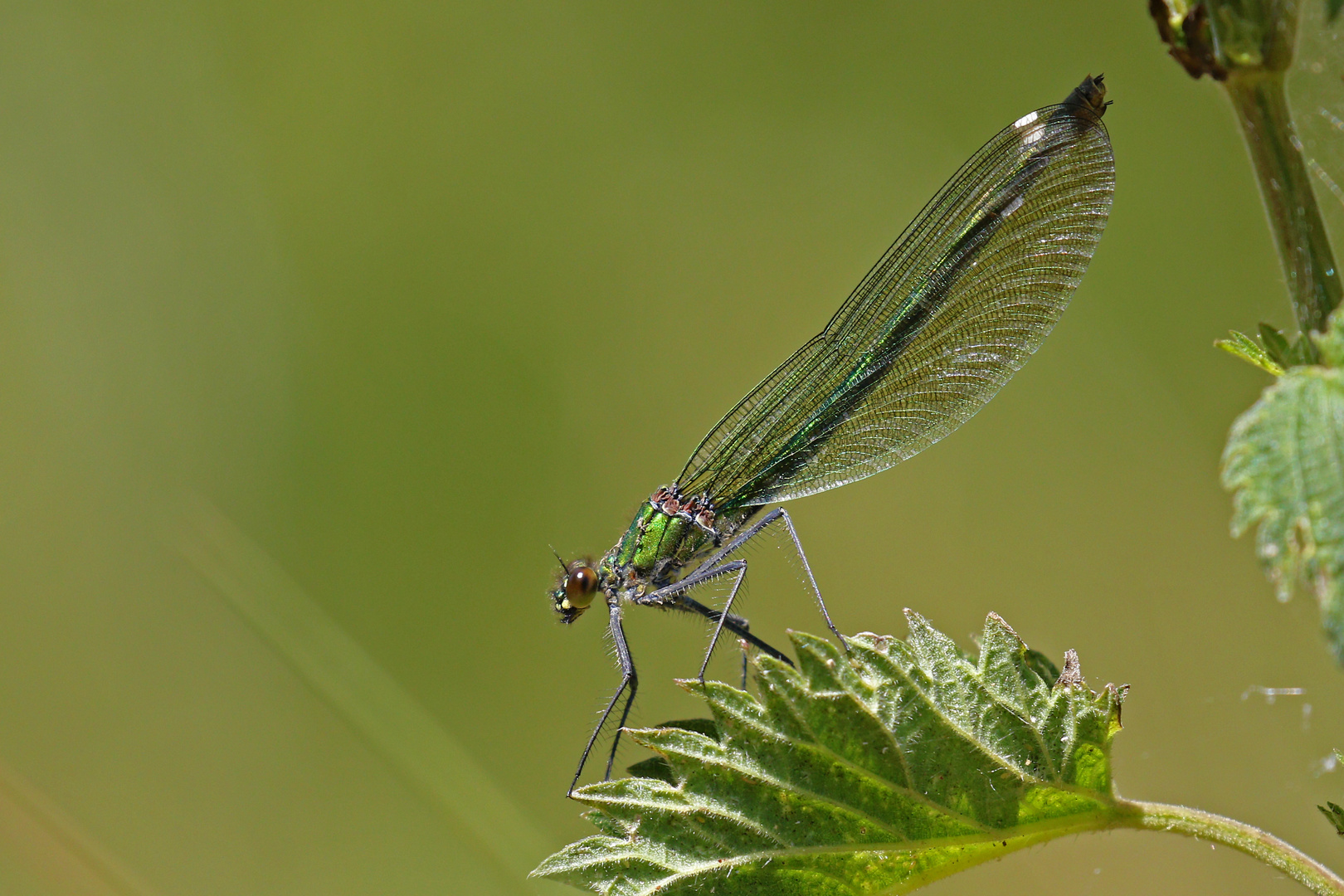 Weibchen der Gebänderten Prachtlibelle