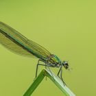 Weibchen der Gebänderten Prachtlibelle 