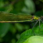 Weibchen der Gebänderten Prachtlibelle