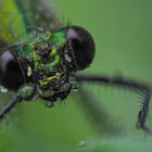 Weibchen der Gebänderten Prachtlibelle