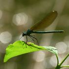 Weibchen der Gebänderten Prachtlibelle