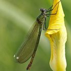 Weibchen der Gebänderten Prachtlibelle (Calopteryx splendens)