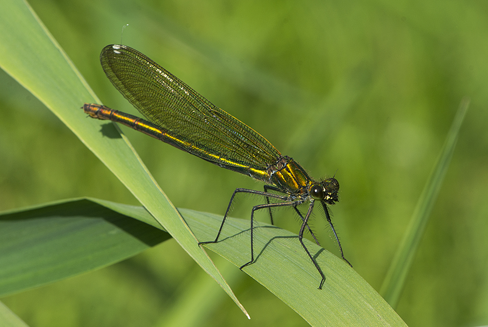 Weibchen der Gebänderten Prachtlibelle - Calopteryx splendens