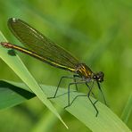 Weibchen der Gebänderten Prachtlibelle - Calopteryx splendens