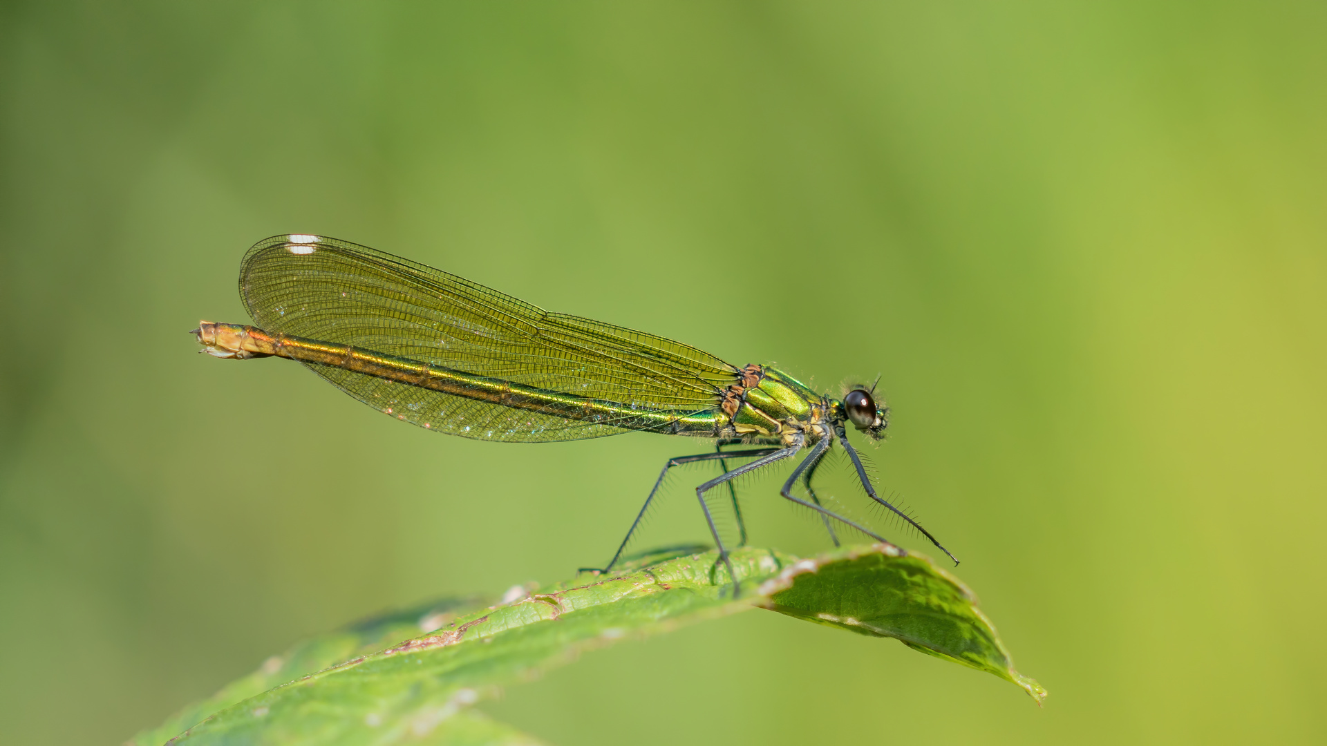 Weibchen der Gebänderten Prachtlibelle 