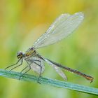 Weibchen der gebänderten Prachtlibelle