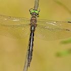 Weibchen der Gefleckten Smaragdlibelle (Somatochlora flavomaculata)