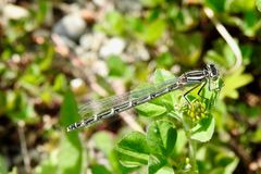 Weibchen der Gemeinen Becherjungfer (Enallagma cyathigerum).