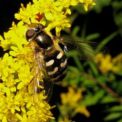 Weibchen der Gemeinen Feldschwebfliege, Metasyrphus corollae